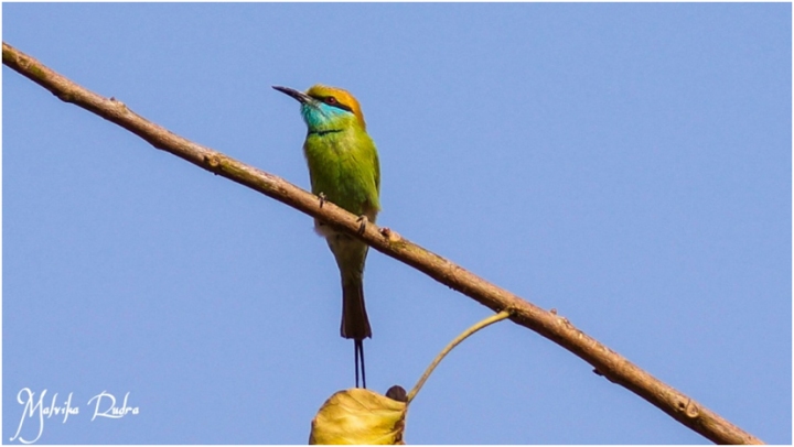 01_Green Bee Eaters