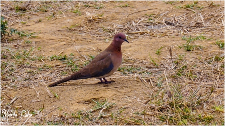 03_laughing Dove